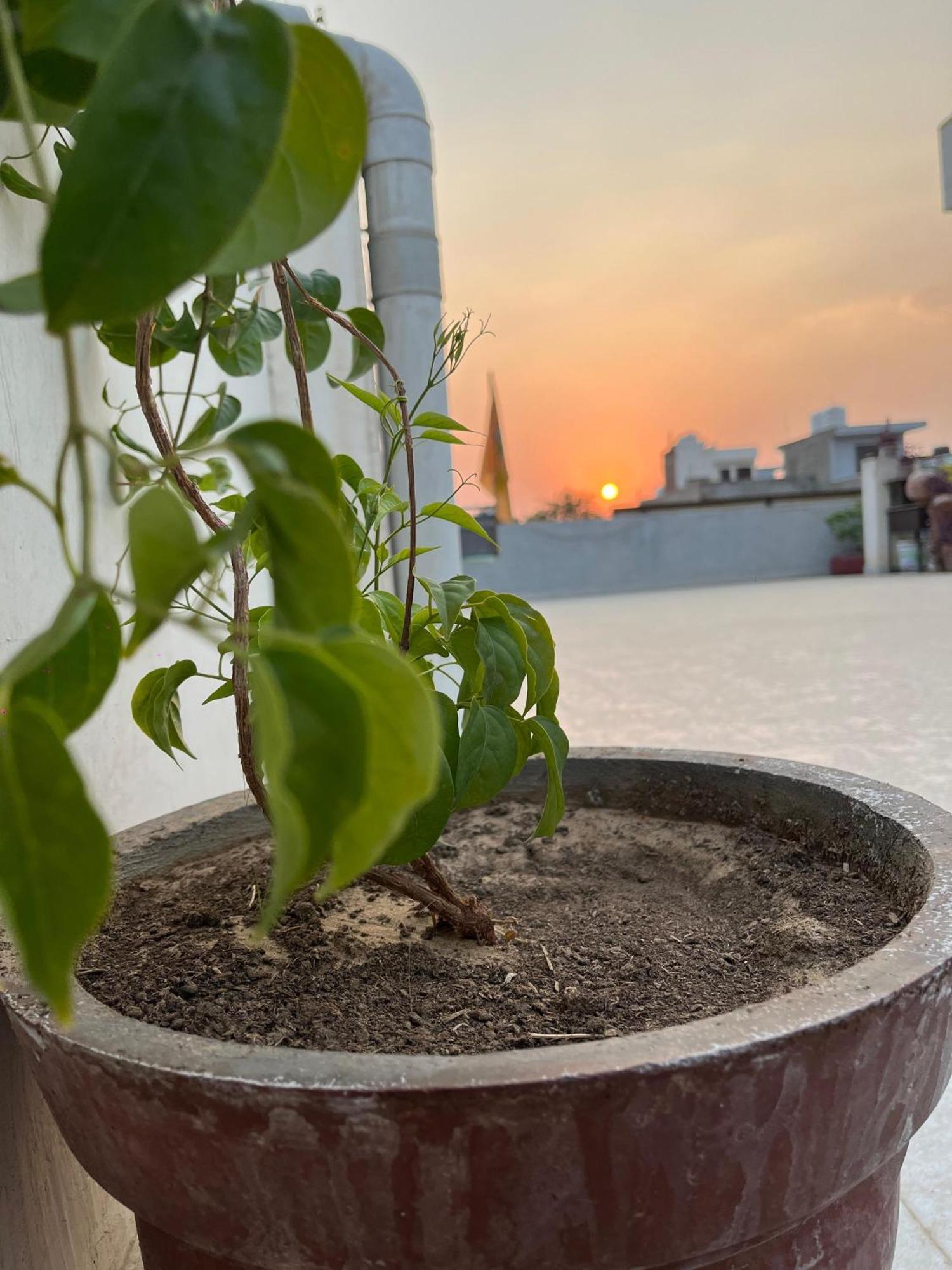 Ciudad Rosa Hotel Jaipur Bagian luar foto